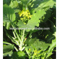 MPK22 Catian good flavor pakchoi seeds f1 hybrid for planting